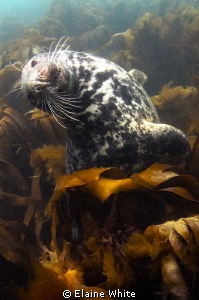 Playing in the kelp by Elaine White 